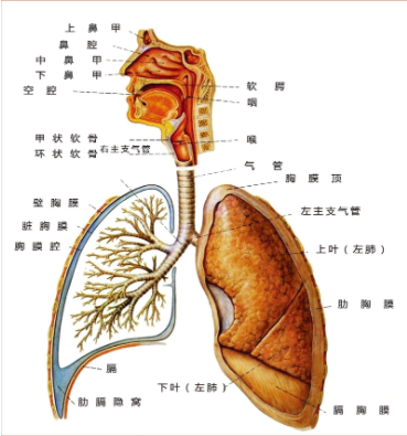 呼吸系统疾病风险评估